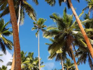 Fiji Honeymoon Packages – Top 10 Resorts & Travel Guidehoneymoon destination