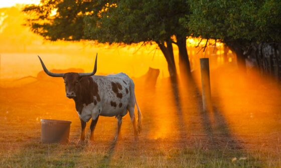 texas honeymoon