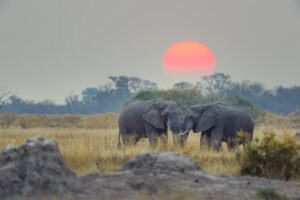 Botswana Honeymoon – Review & Guide for 2023honeymoon destination