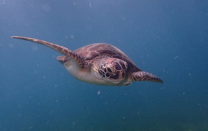 10. Snorkel with turtles