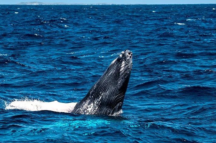 10. whale