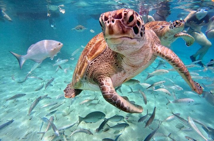 swim with the sea turtles