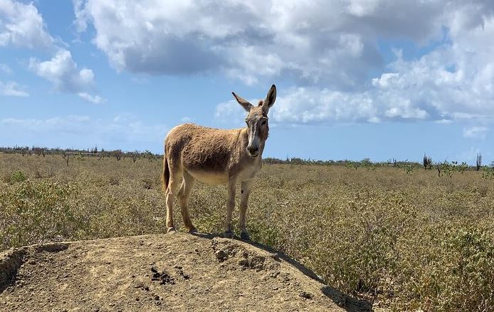 visit the donkeys